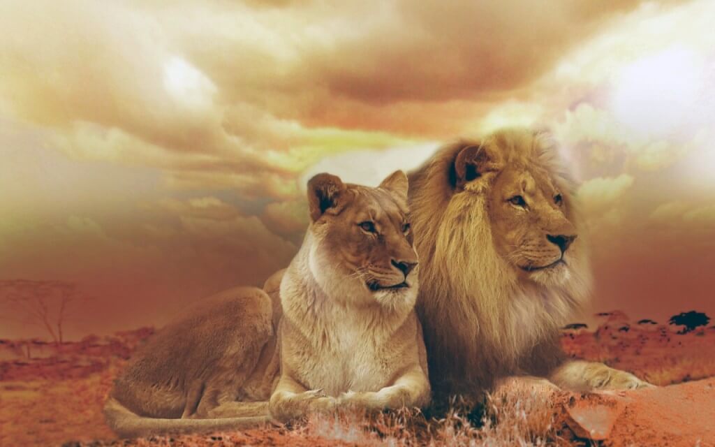femle_male_lions-lion wallpapers