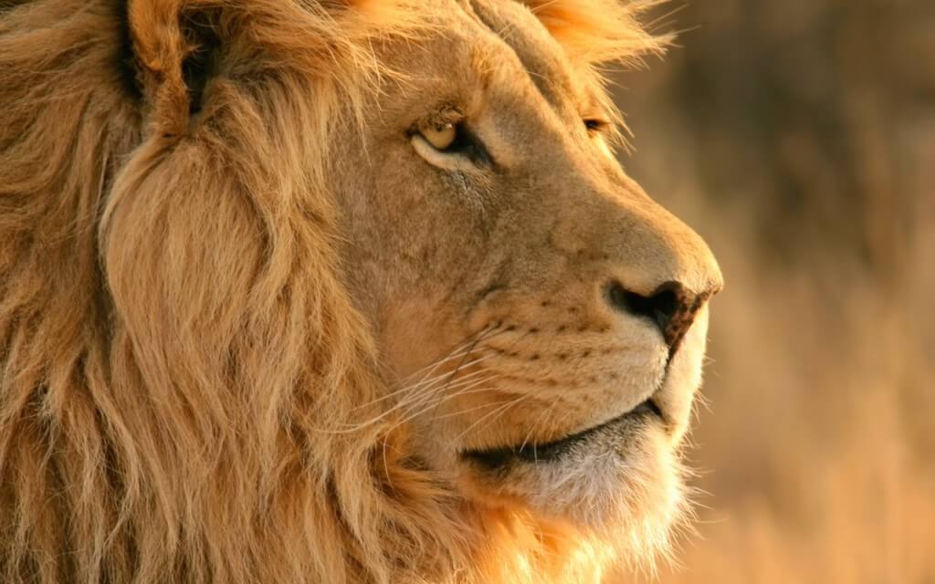 lion-africa-kinglion-wallpapers