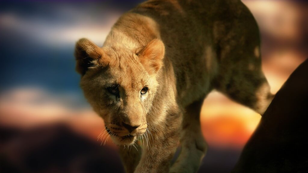 lion-cub-wallpapers