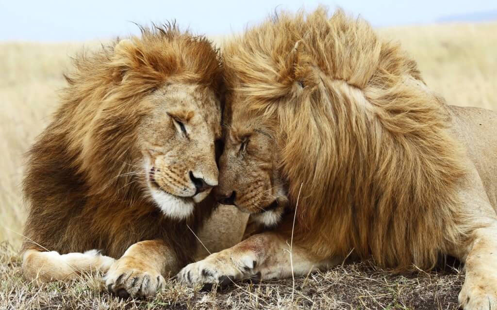 lions_pair-two-lions-wallpapers