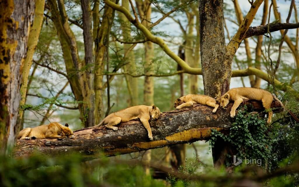 sleeping_lions-many-lions-tree