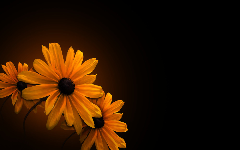 Desktop Flower Background