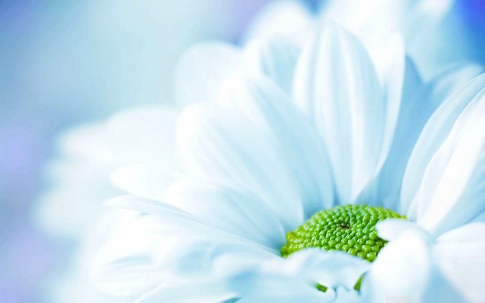 White Flower Background