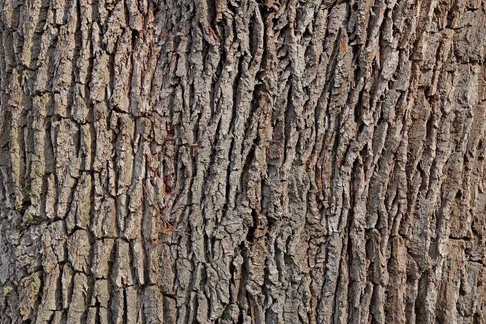 Oak tree bark texture