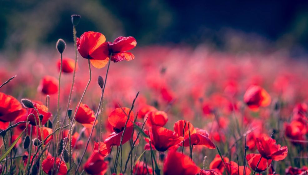 Free Flower Background Image