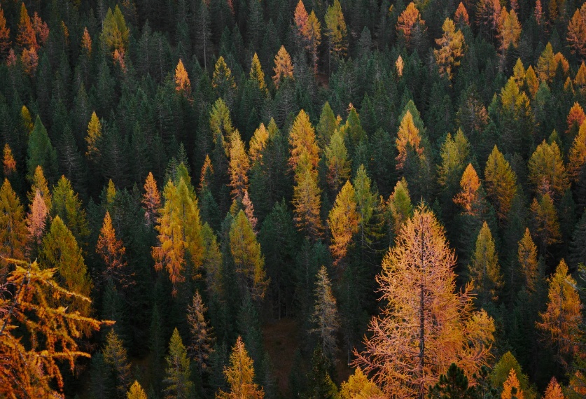 Free Forest Background Download