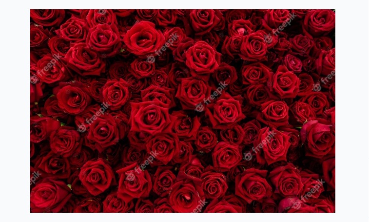 Free Red Rose Backgrounds