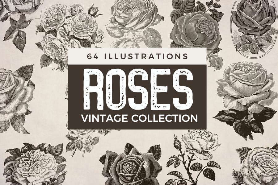 64 Vintage Rose Illustration Designs