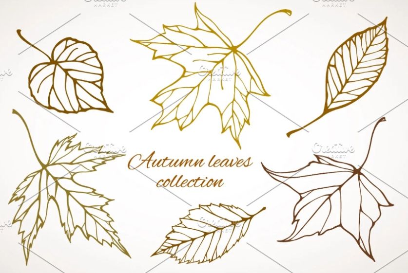 Fall Leaves Pattern Set