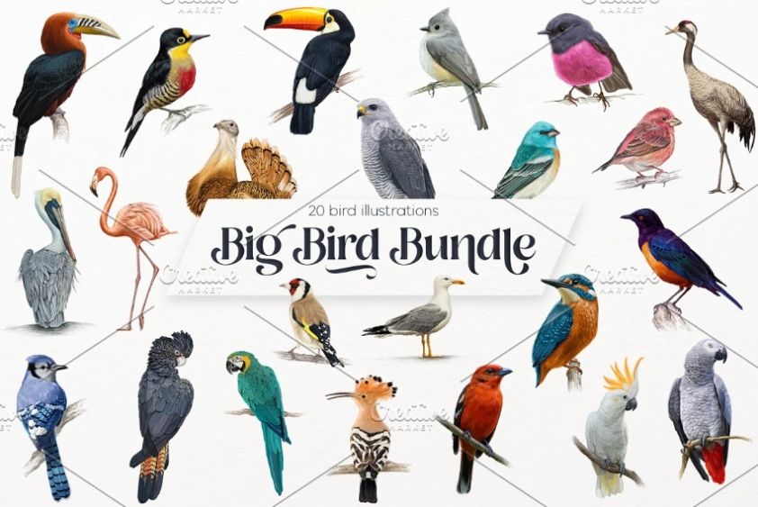 20 Tropical Bird Illustrations