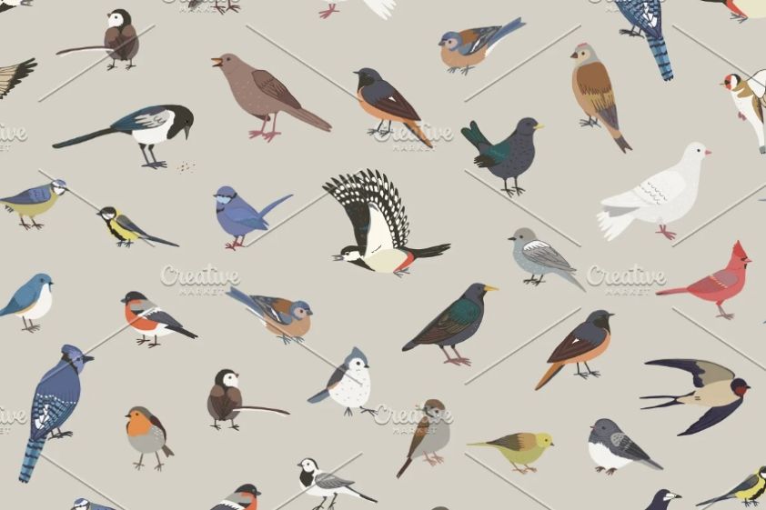 30 Colored and Line Bird Illustrations