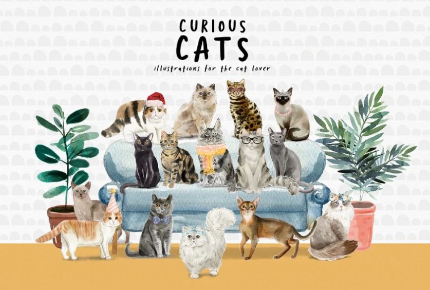 Curious Cats Illustration Designs