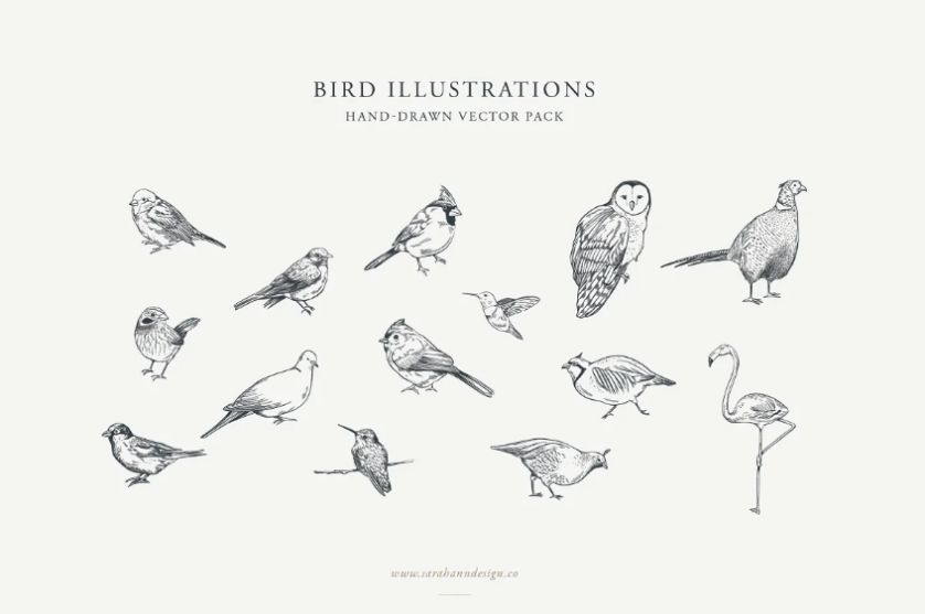 Hand Sketched Bird Vectors