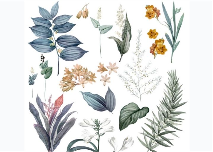 Painted Flower Illustrations