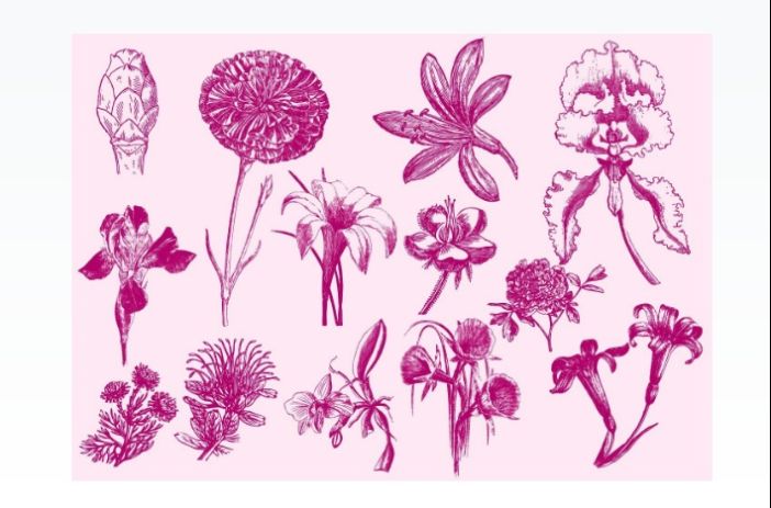 Pink Exotic Flower Illustrations