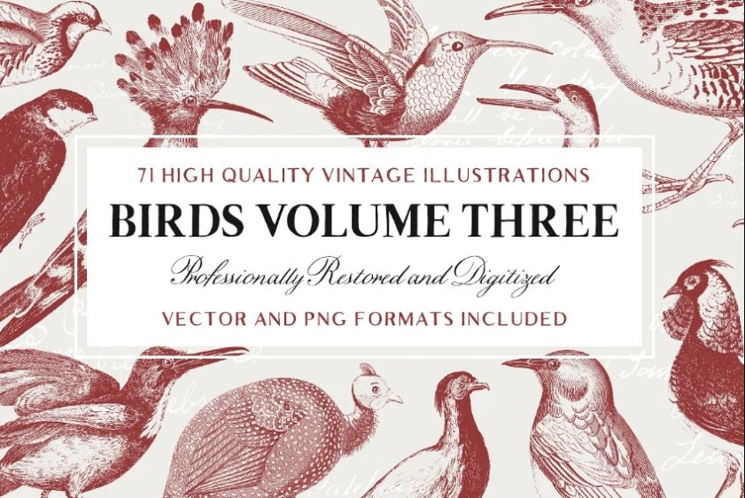 Vintage Engraved Bird Illustrations