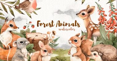 Forest Illustrations