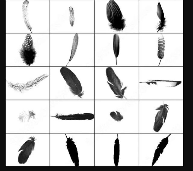 Free Feather Illustrations