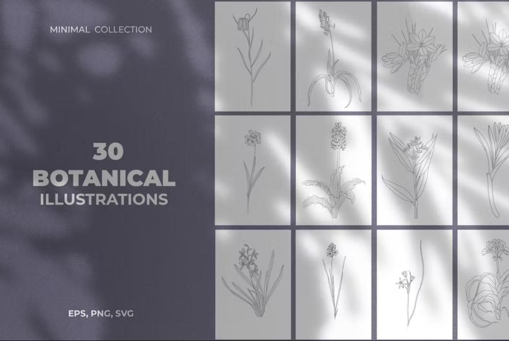 30 Minimal Botanical Plant Illustrations