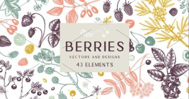 Berries Illustrations