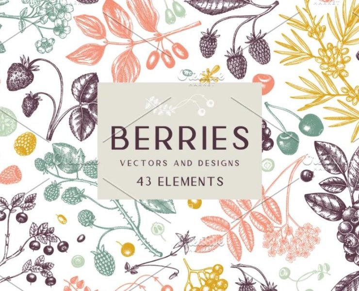 Berries Illustrations