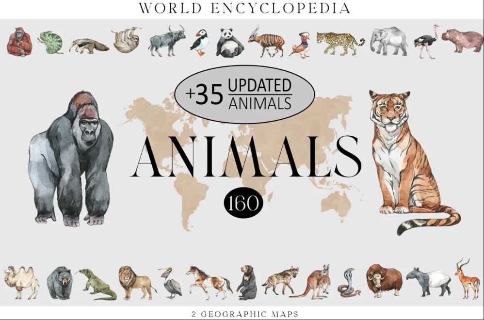 Creatives Animals Encyclopedia Illustrations