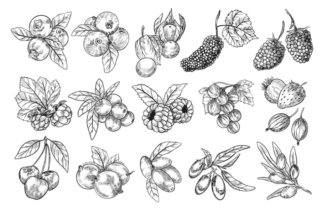 Hand Drawn Berries Illustrations Set