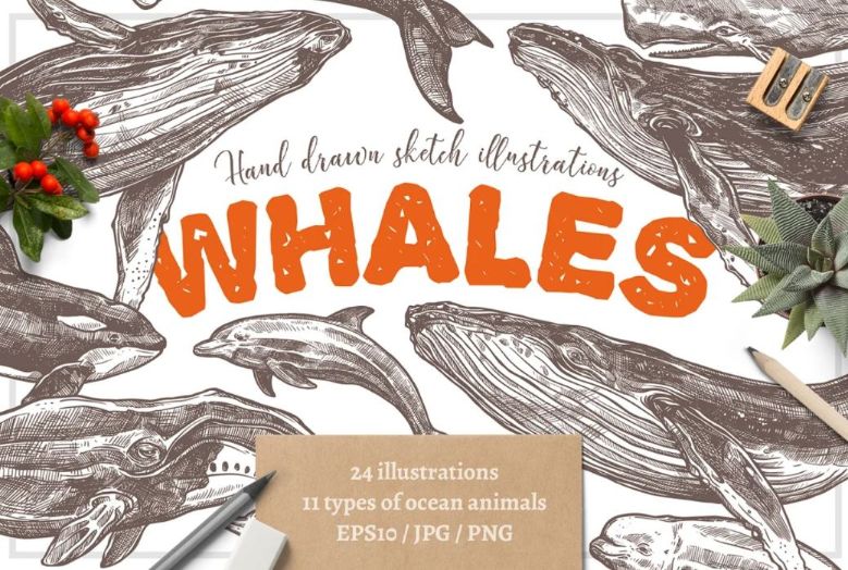 Hand Drawn Whale Sketch Illustrations
