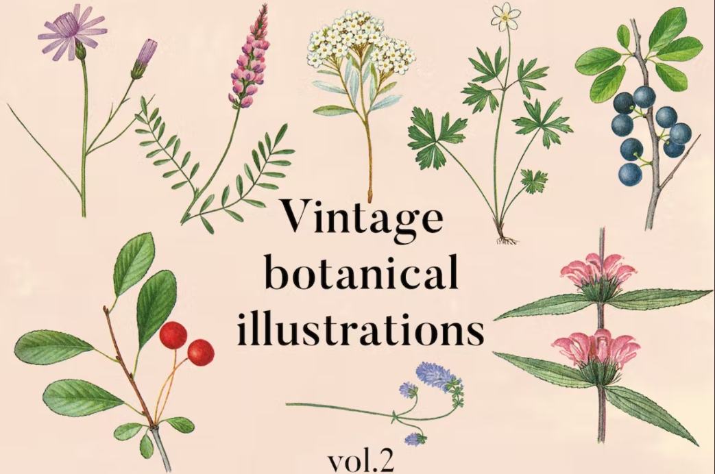 High Quality Vintage Botanical Illustrations