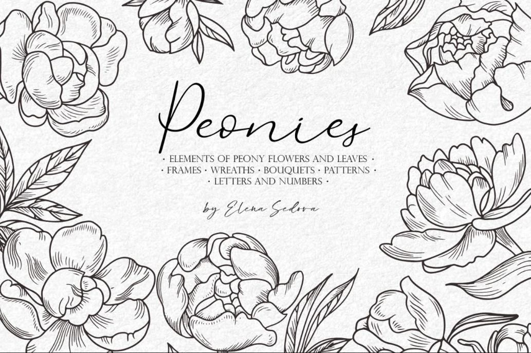 Peonies Flower Line Illustrations