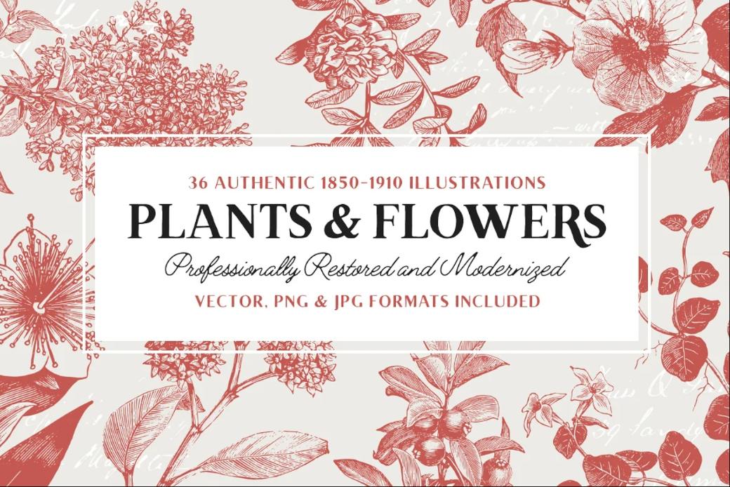 Plants and Flowers Illustrations