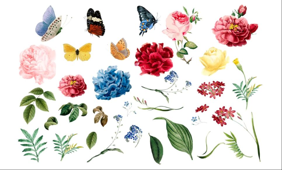 Romantic Leaves and Flower Illustrations