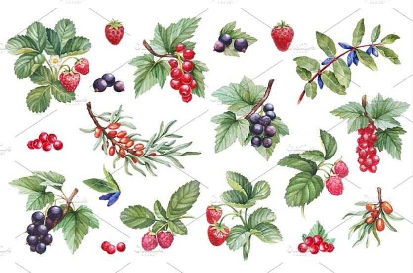 Watercolor Berries Illustration Set