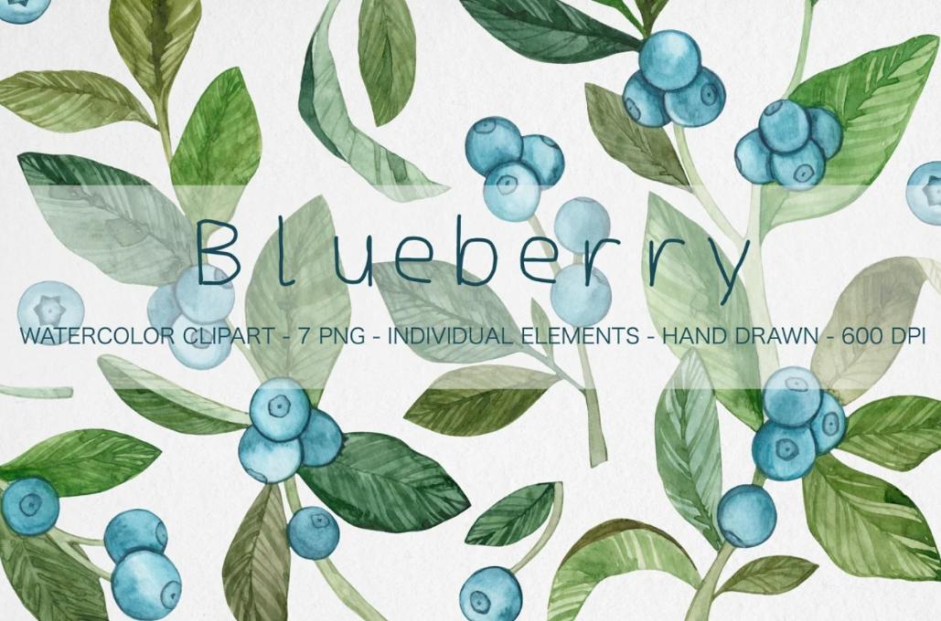 Watercolor Blueberry Clipart Designs