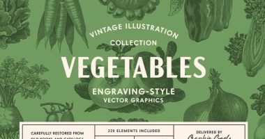 Vegetables Illustrationss Set