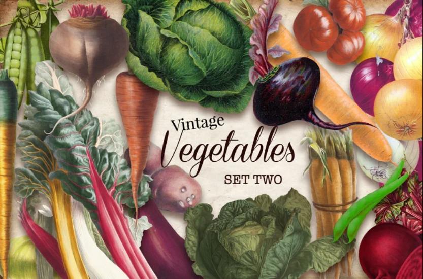 Realistic Vintage Vegetable Illustrations
