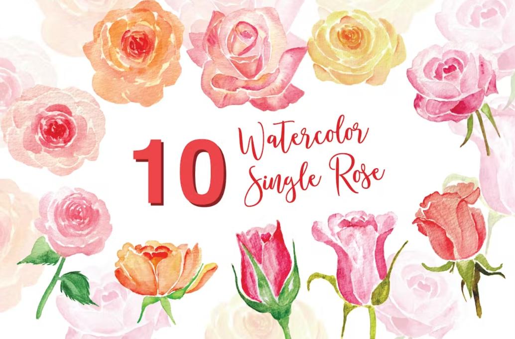 10 Watercolor Single Rose Illustrations