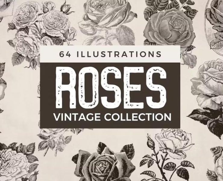 Rose Illustrations