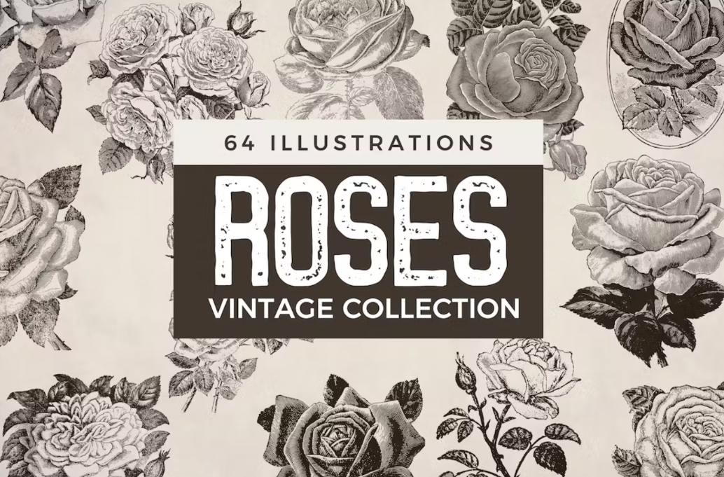 64 Vintage Rosese Illustrations Set