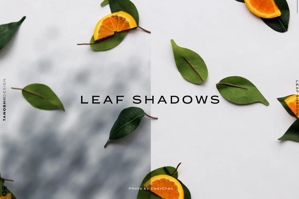 12 Leafes and Plant Shadows