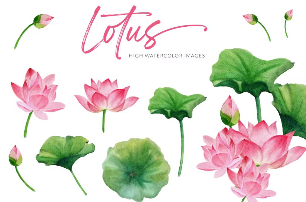 Creative Lotus Illustrations Set